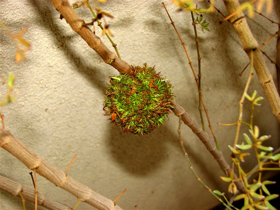 Creosote gall, as created by the w:Creosote gall midge