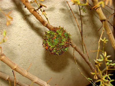 Creosote gall, as created by the w:Creosote gall midge photo