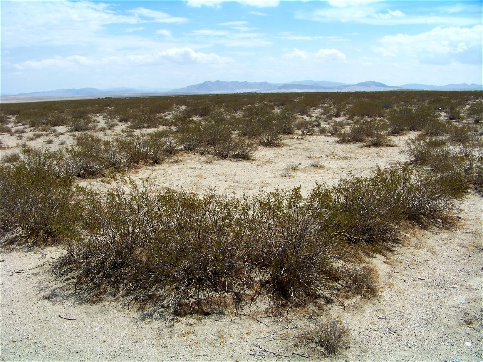 Photograph of a large creosote bush ring known as "King Clone" that is located in Lucerne Valley, California.