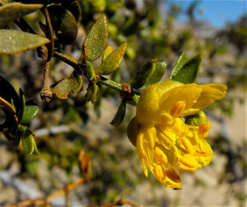 Larrea tridentata in Anza Borrego Desert State Park, California, USA. photo