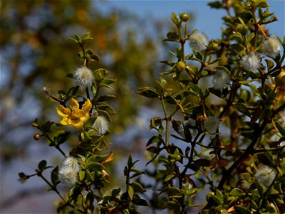 Close-up of a Creosote Bush. http://pdphoto.org/PictureDetail.php?pg=8531 Photographer: Jon Sullivan photo