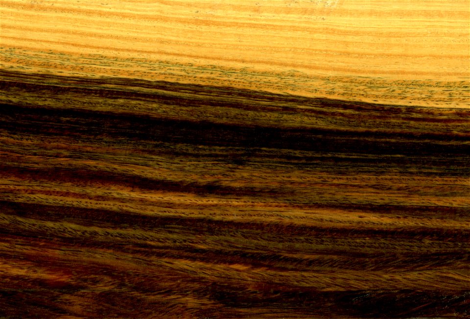 Wood of Argentine lignum vitae (Bulnesia Sarmientoi)