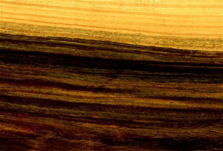 Wood of Argentine lignum vitae (Bulnesia Sarmientoi) photo