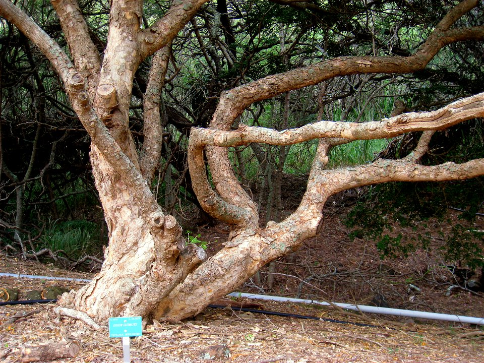 Guaiacum guatamalense in the Koko Crater Botanical Garden, Honolulu, Hawaii, USA.