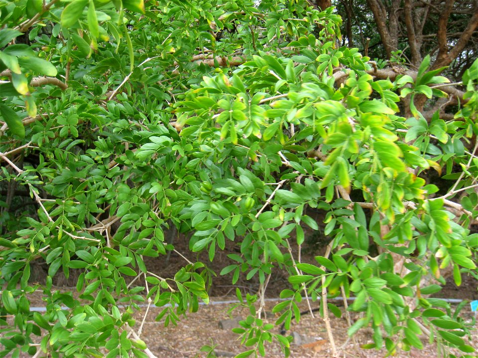 Guaiacum guatamalense in the Koko Crater Botanical Garden, Honolulu, Hawaii, USA.
