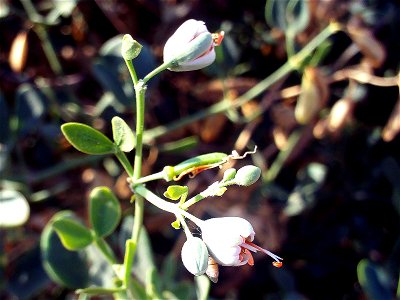 Zygophyllum fabago invasive plant, flowers and fruits, Torrelamata, Torrevieja, Alicante, Spain photo