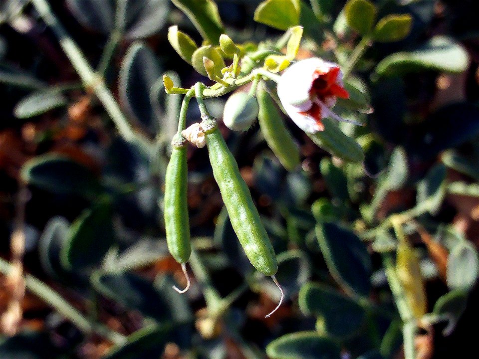 Zygophyllum fabago invasive plant, flowers and fruits, Torrelamata, Torrevieja, Alicante, Spain
