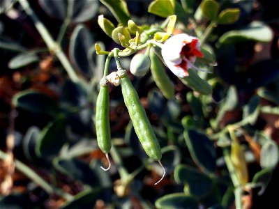 Zygophyllum fabago invasive plant, flowers and fruits, Torrelamata, Torrevieja, Alicante, Spain photo