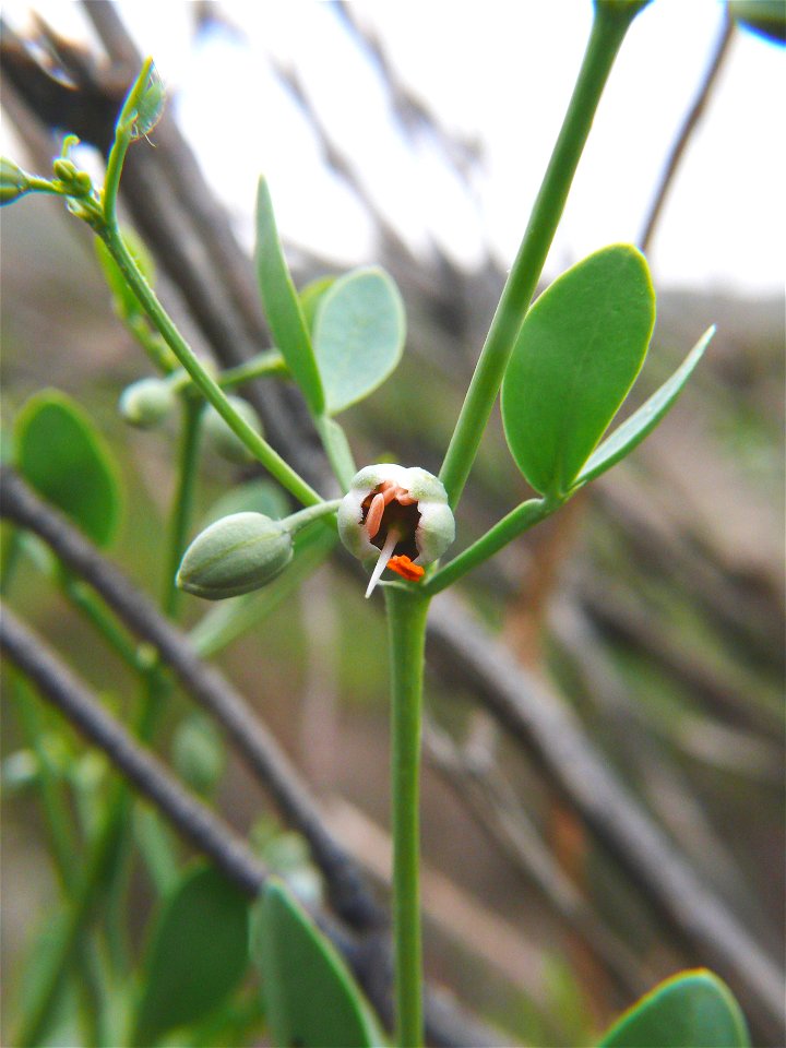 Zygophyllum fabago: Blüte