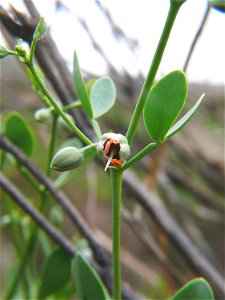 Zygophyllum fabago: Blüte