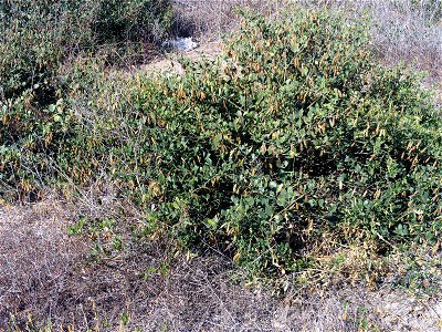 Zygophyllum fabago invasive plant, habitus, Torrelamata, Torrevieja, Alicante, Spain