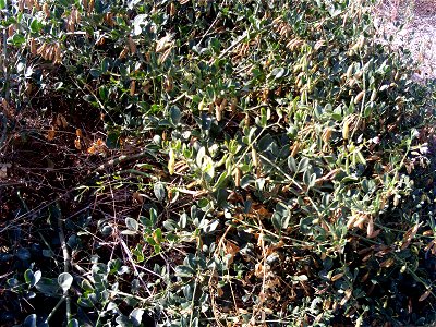 Zygophyllum fabago invasive plant, habitus, Torrelamata, Torrevieja, Alicante, Spain photo