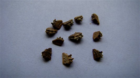 A picture of the seeds of Kallstroemia grandiflora.