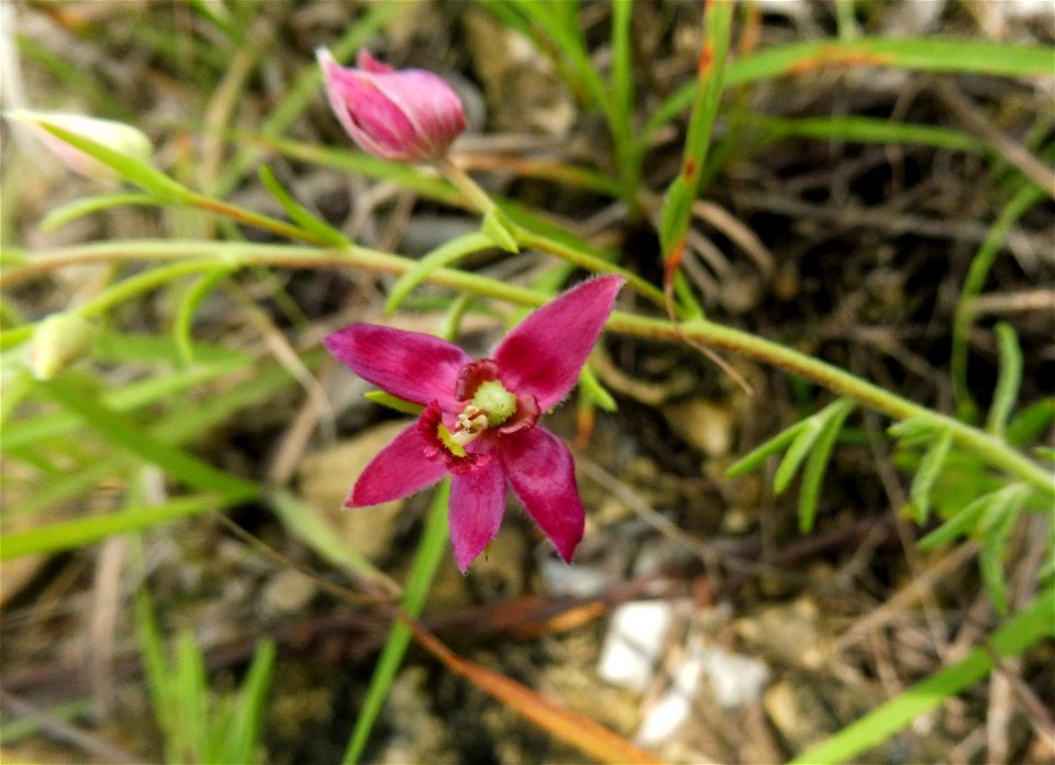 Krameria lanceolata, dry rocky prairie on Bell Branch Road, Ellis County, Texas.