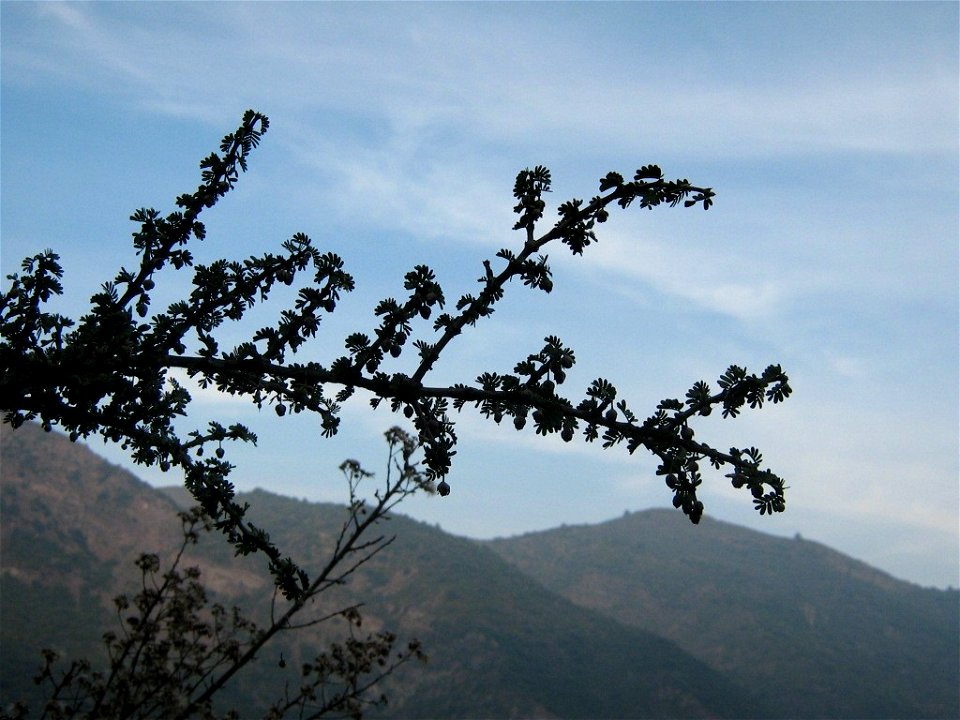 Porlieria chilensis branch with tinny flowers Cajon de Maipo near san José de Maipo.