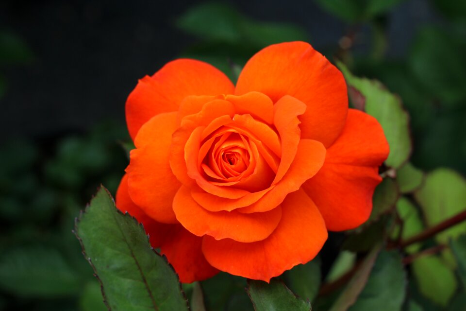 Garden love pink flower