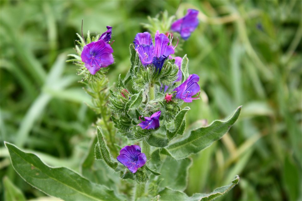 Echium plantagineum, auf Maderia