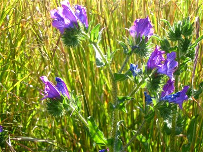 Echium plantagineum