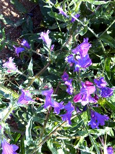 Echium plantagineum (Corsica)