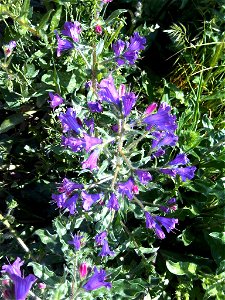Echium plantagineum (Corsica)