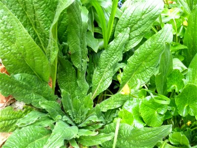 Echium plantagineum basal leaves rosette, Sierra Madrona, Spain