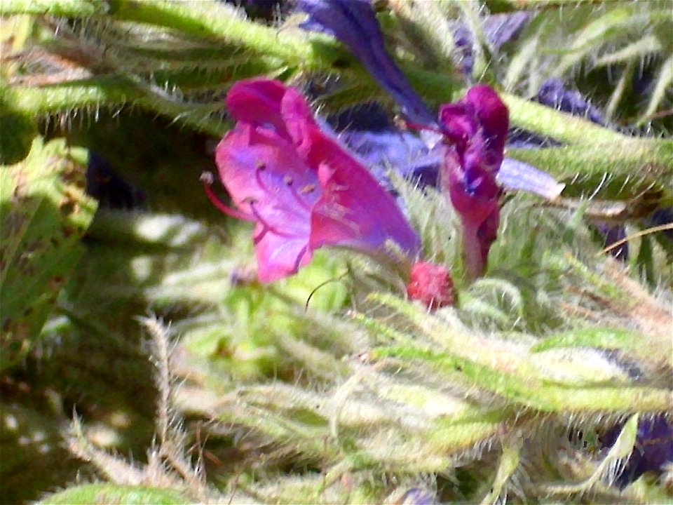 Echium plantagineum flower close up, Dehesa Boyal de Puertollano, Spain