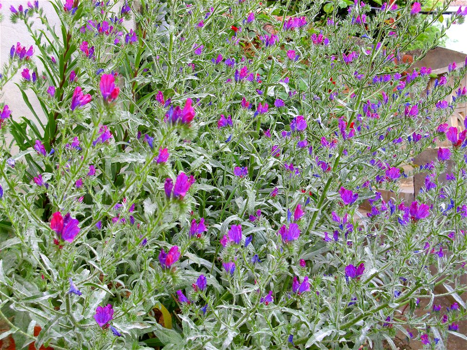 Echium plantagineum habit, Sierra Madrona, Spain