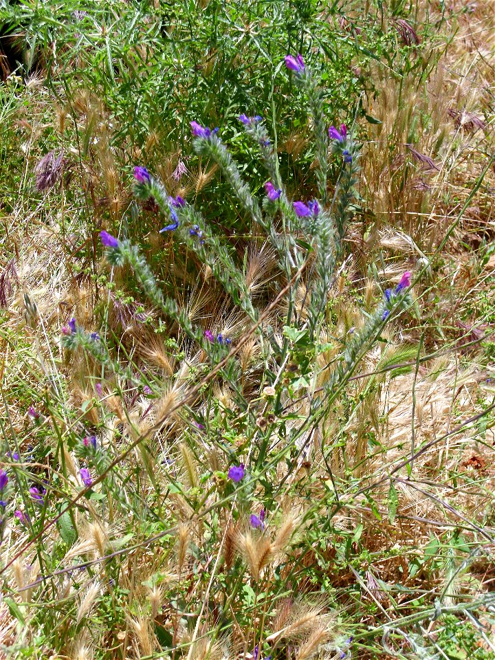 Echium plantagineum habit, Dehesa Boyal de Puertollano, Spain