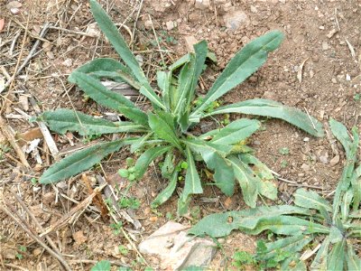 Echium plantagineum basal leaves rosette first year, Sierra Madrona, Spain