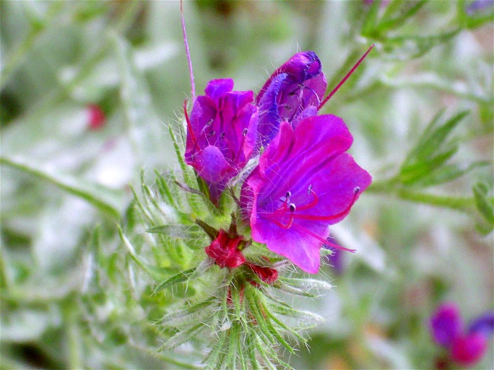 Echium plantagineum flowers close up, Sierra Madrona, Spain