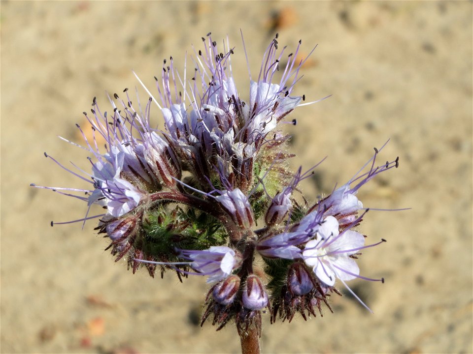 Rainfarn-Phazelie (Phacelia tanacetifolia) bei Neulußheim (Gemarkung Altlußheim)