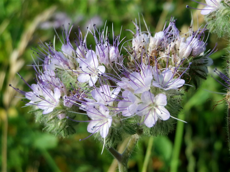 Rainfarn-Phazelie (Phacelia tanacetifolia) bei Hockenheim photo