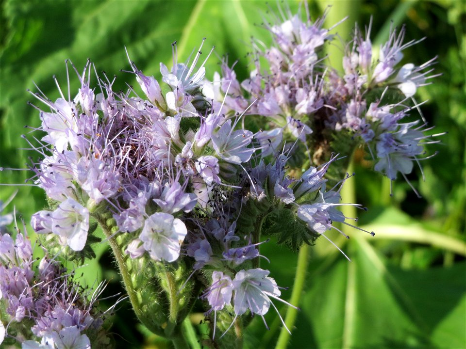 Rainfarn-Phazelie (Phacelia tanacetifolia) bei Hockenheim photo