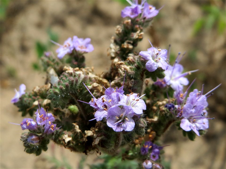 Rainfarn-Phazelie (Phacelia tanacetifolia) in Oftersheim