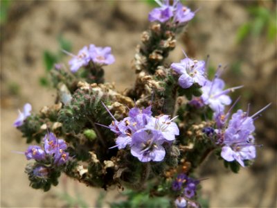 Rainfarn-Phazelie (Phacelia tanacetifolia) in Oftersheim