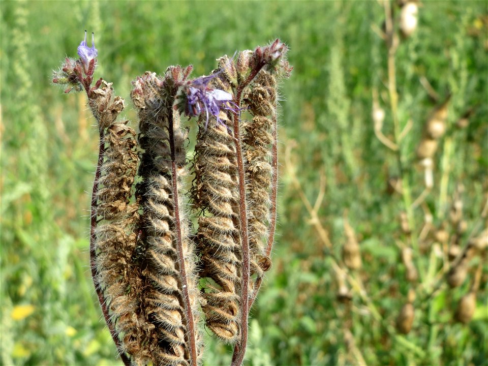 Rainfarn-Phazelie (Phacelia tanacetifolia) in Oftersheim