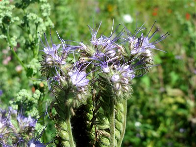 Rainfarn-Phazelie (Phacelia tanacetifolia) am Schalkenmehrener Maar