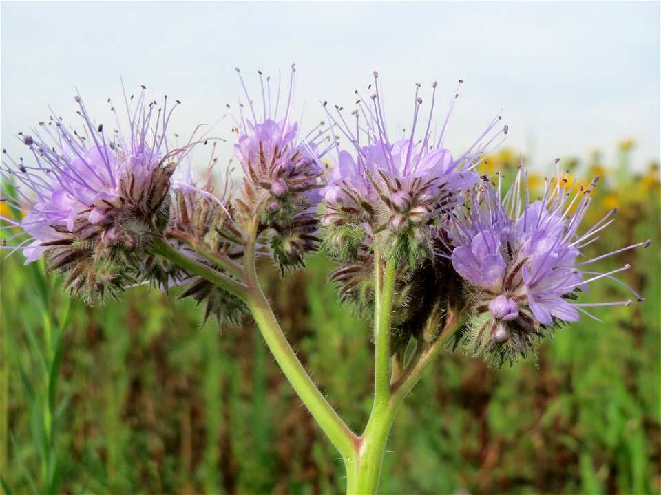 Rainfarn-Phazelie (Phacelia tanacetifolia) bei Oftersheim