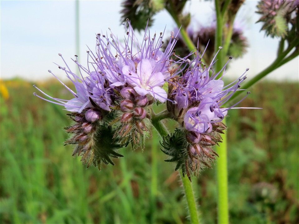 Rainfarn-Phazelie (Phacelia tanacetifolia) bei Oftersheim