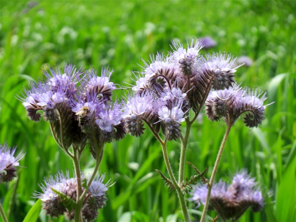 Rainfarn-Phazelie (Phacelia tanacetifolia) im Landschaftsschutzgebiet „Hockenheimer Rheinbogen“ - invasiv als Acker-Flüchtling