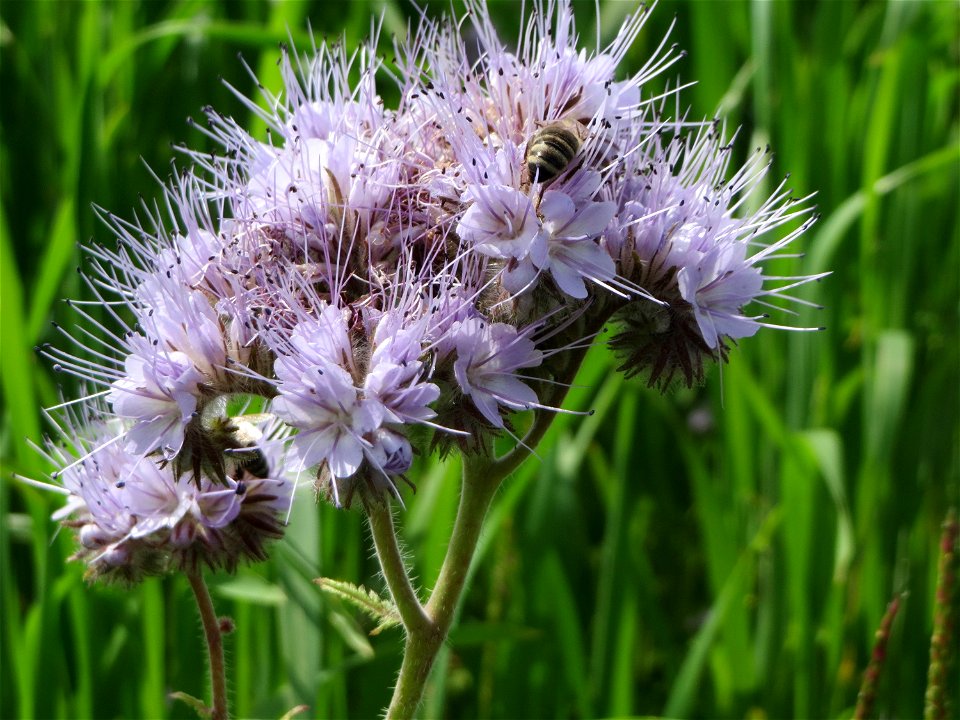 Rainfarn-Phazelie (Phacelia tanacetifolia) im Landschaftsschutzgebiet „Hockenheimer Rheinbogen“ - invasiv als Acker-Flüchtling