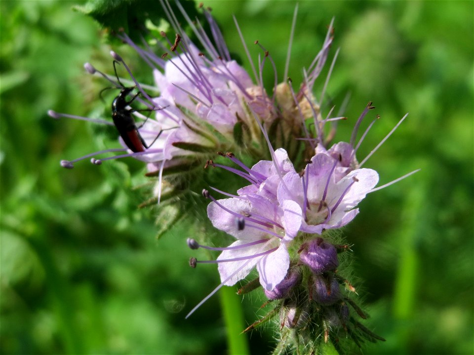 Die Rainfarn-Phazelie (Phacelia tanacetifolia) in einer Waldlichtung im Schwetzinger Hardt zeugt vom früheren Ackerbau an dieser Stelle