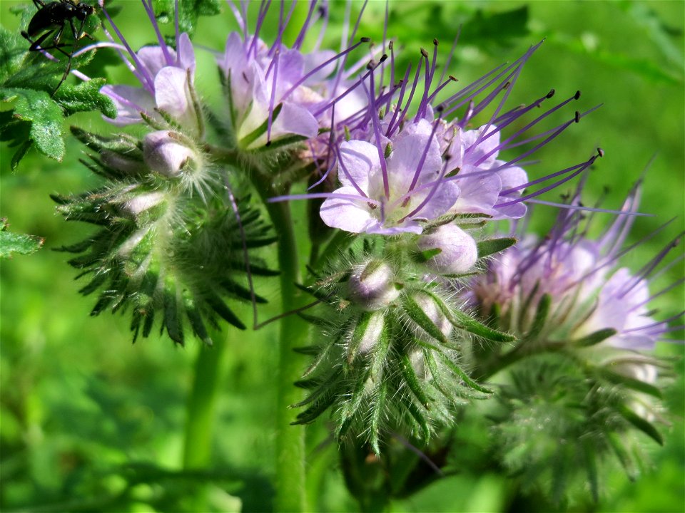 Die Rainfarn-Phazelie (Phacelia tanacetifolia) in einer Waldlichtung im Schwetzinger Hardt zeugt vom früheren Ackerbau an dieser Stelle