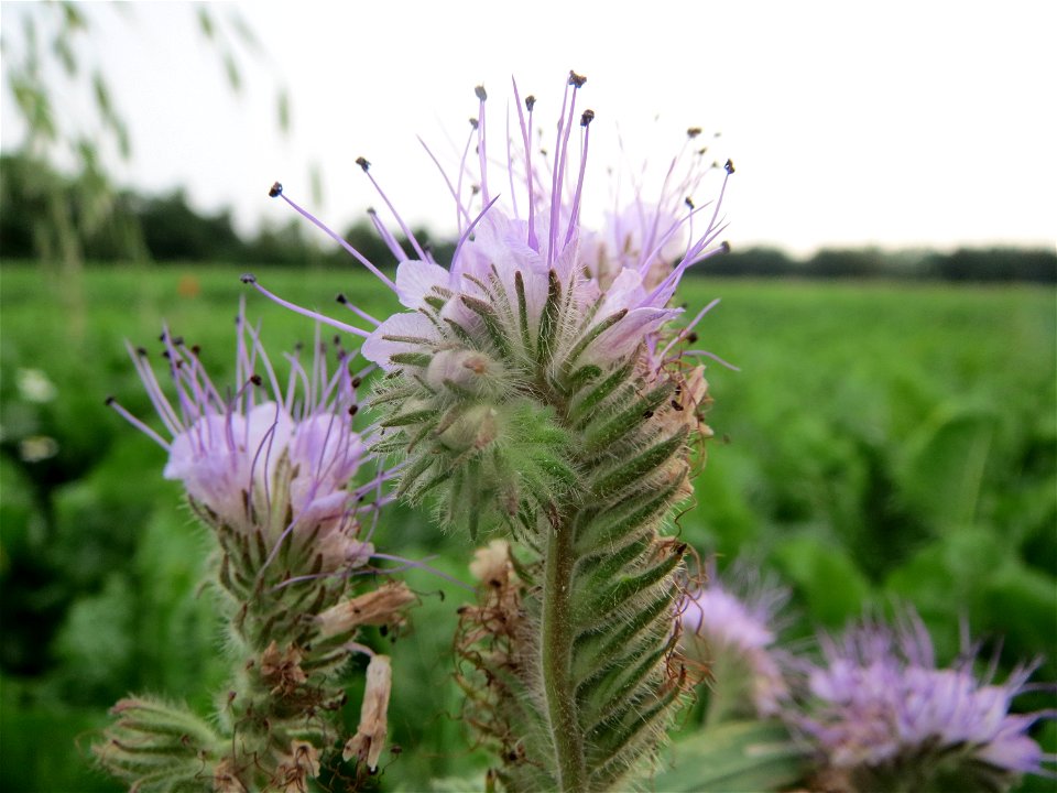 Rainfarn-Phazelie (Phacelia tanacetifolia) bei Wiesbaden-Nordenstadt photo