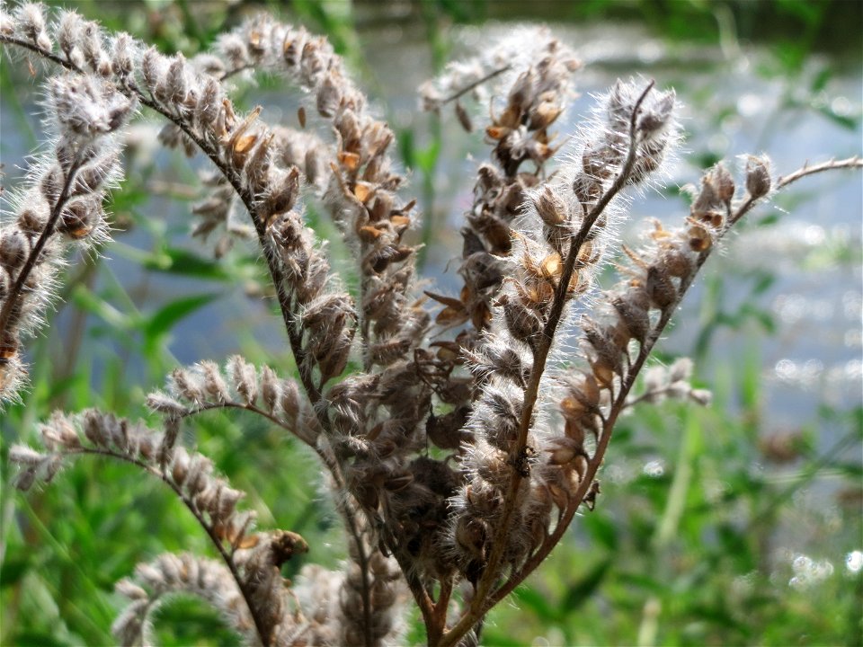 Verdorrte Rainfarn-Phazelie (Phacelia tanacetifolia) am Kraichbach in Hockenheim