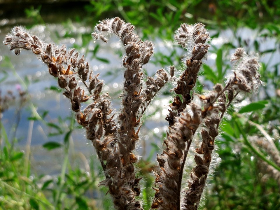 Verdorrte Rainfarn-Phazelie (Phacelia tanacetifolia) am Kraichbach in Hockenheim