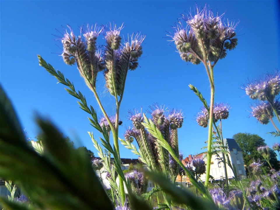 Rainfarn-Phazelie (Phacelia tanacetifolia) am Messplatz in Hockenheim