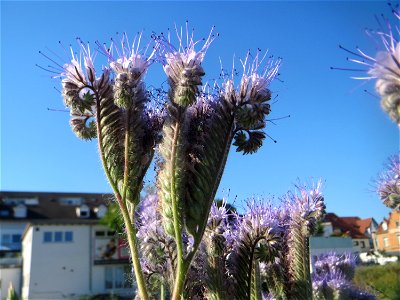 Rainfarn-Phazelie (Phacelia tanacetifolia) invasiv am Messplatz in Hockenheim photo