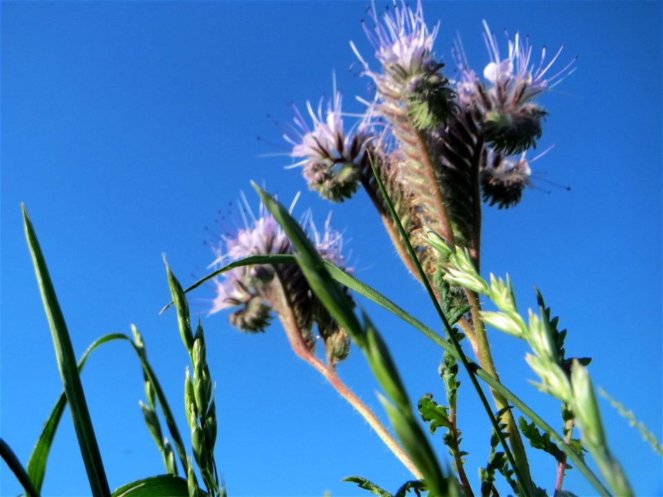 Rainfarn-Phazelie (Phacelia tanacetifolia) invasiv am Messplatz in Hockenheim
