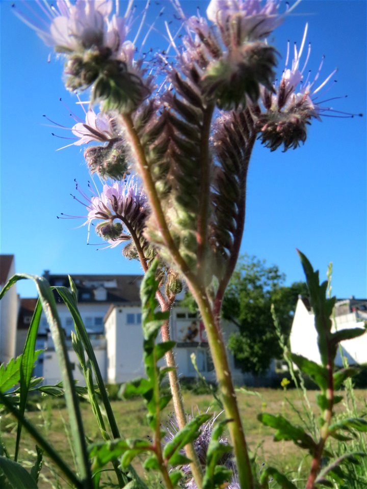 Rainfarn-Phazelie (Phacelia tanacetifolia) invasiv am Messplatz in Hockenheim
